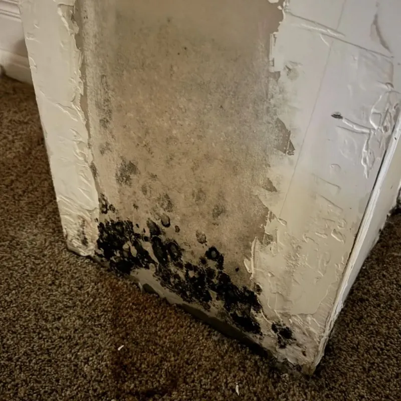 Professional Mold Removal in Athens, AL